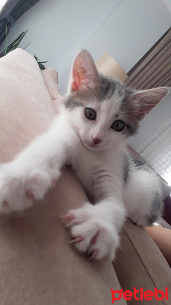 Tekir Kedi, Kedi  Şila fotoğrafı