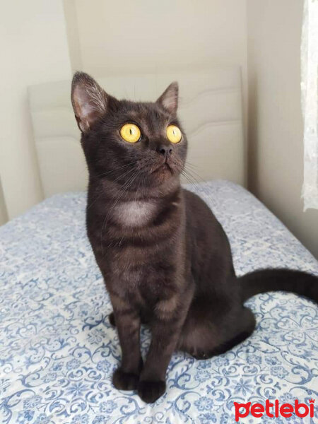 British Shorthair, Kedi  Gece fotoğrafı