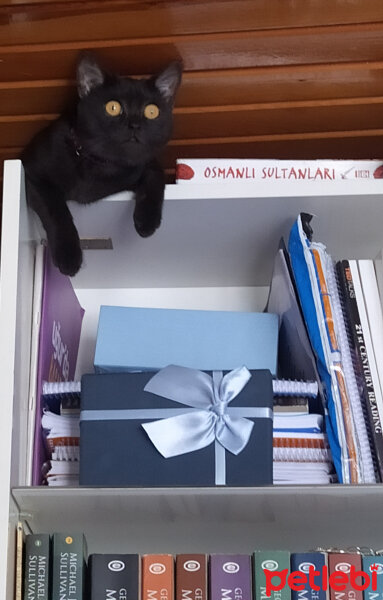 British Shorthair, Kedi  Gece fotoğrafı