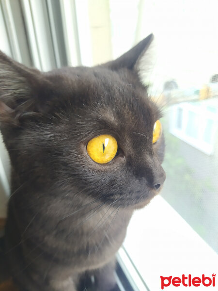 British Shorthair, Kedi  Gece fotoğrafı