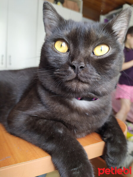 British Shorthair, Kedi  Gece fotoğrafı