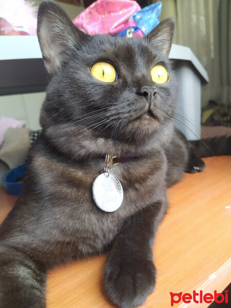 British Shorthair, Kedi  Gece fotoğrafı