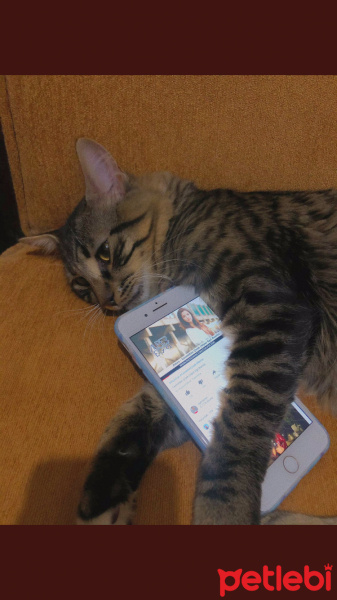 Tekir Kedi, Kedi  Pıto fotoğrafı