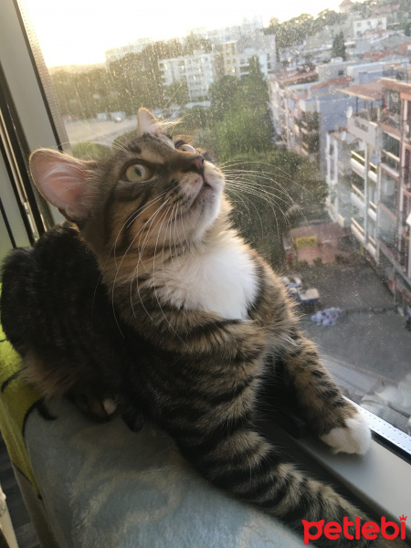 Tekir Kedi, Kedi  Pıto fotoğrafı