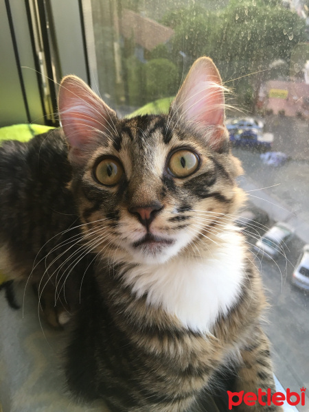 Tekir Kedi, Kedi  Pıto fotoğrafı