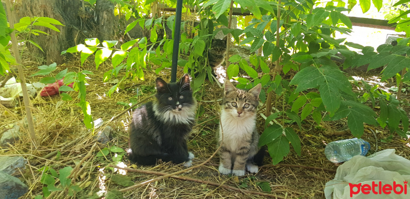 İran Kedisi (Persian), Kedi  KEDİLER DİYARINA HOŞGELDİNİZ fotoğrafı