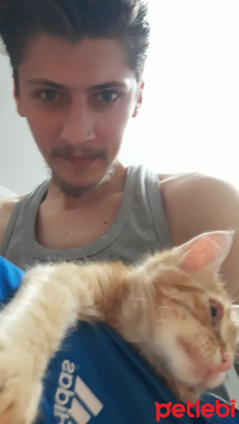 Tekir Kedi, Kedi  Şeker fotoğrafı
