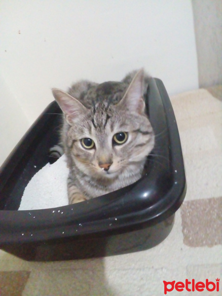 Tekir Kedi, Kedi  Simba fotoğrafı