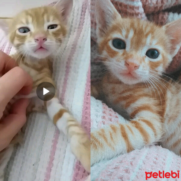 Tekir Kedi, Kedi  Leo fotoğrafı