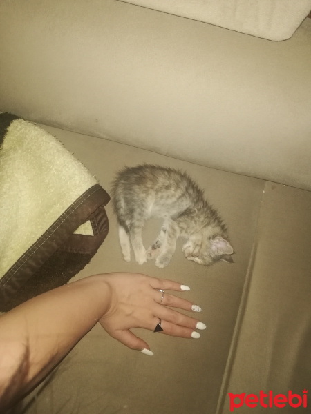 Tekir Kedi, Kedi  Lucy fotoğrafı