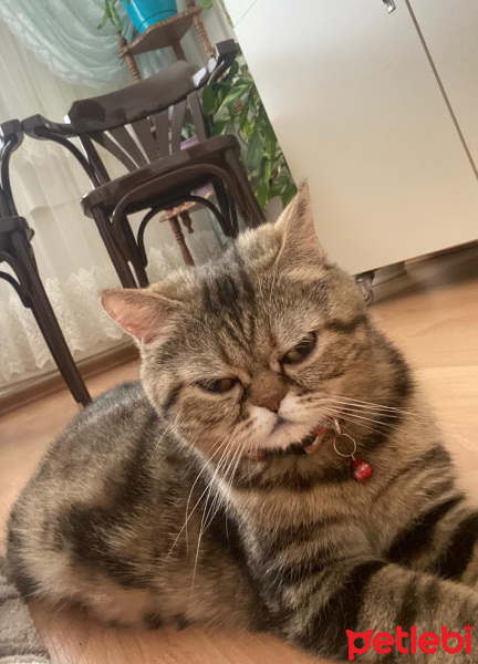 Chinchilla, Kedi  Kumsal fotoğrafı