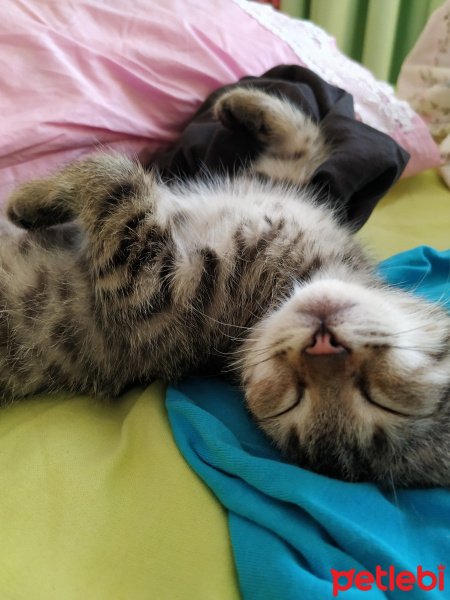 Tekir Kedi, Kedi  Bıdık fotoğrafı
