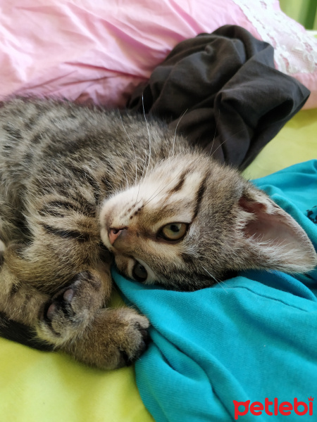 Tekir Kedi, Kedi  Bıdık fotoğrafı