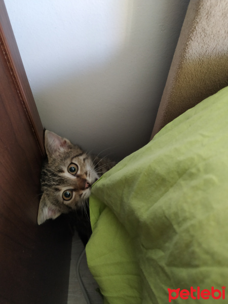 Tekir Kedi, Kedi  Bıdık fotoğrafı
