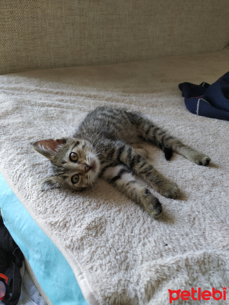 Tekir Kedi, Kedi  Bıdık fotoğrafı