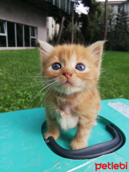 Tekir Kedi, Kedi  Üzüm fotoğrafı