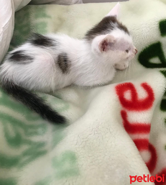 Tuxedo (Smokin) Kedi, Kedi  Çıtır fotoğrafı