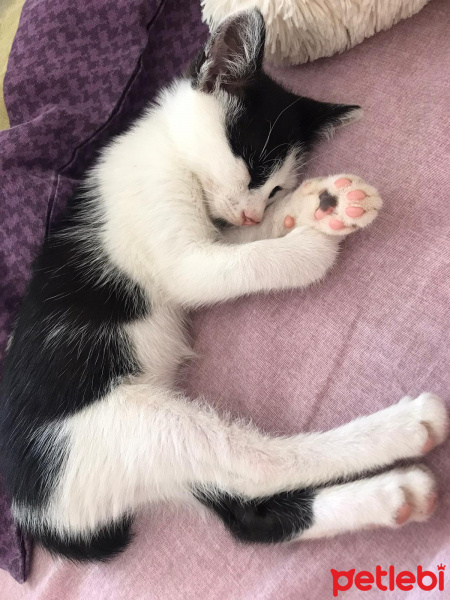 Tuxedo (Smokin) Kedi, Kedi  Pıtır fotoğrafı