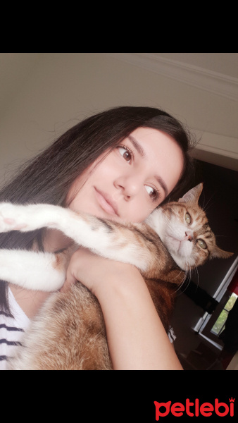 Tekir Kedi, Kedi  Kürdan fotoğrafı