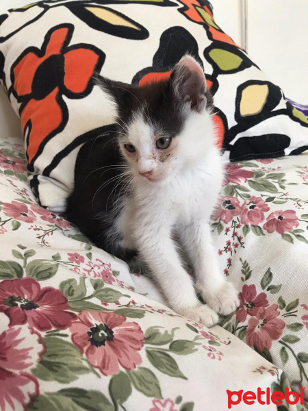 Tuxedo (Smokin) Kedi, Kedi  Gofret fotoğrafı