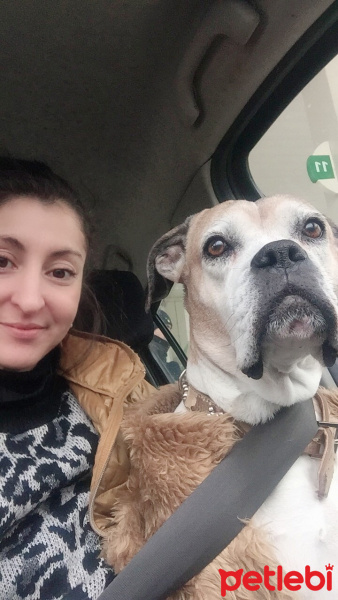 Boxer, Köpek  çakıl fotoğrafı