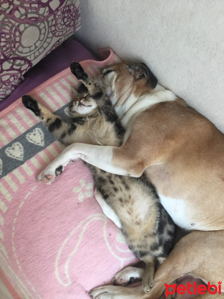 Boxer, Köpek  çakıl fotoğrafı