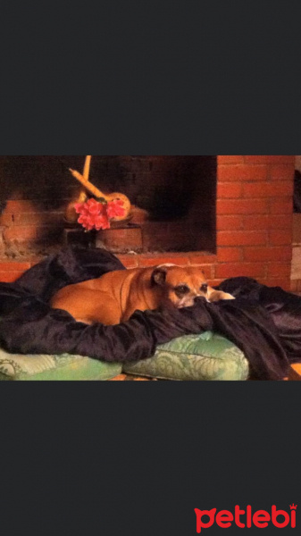 Boxer, Köpek  çakıl fotoğrafı