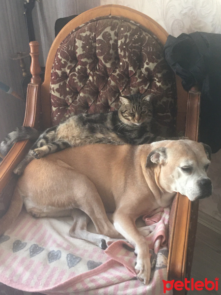 Boxer, Köpek  çakıl fotoğrafı