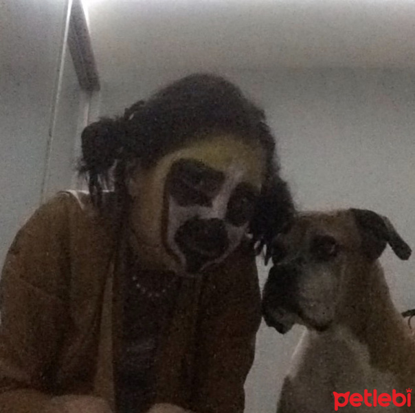 Boxer, Köpek  çakıl fotoğrafı