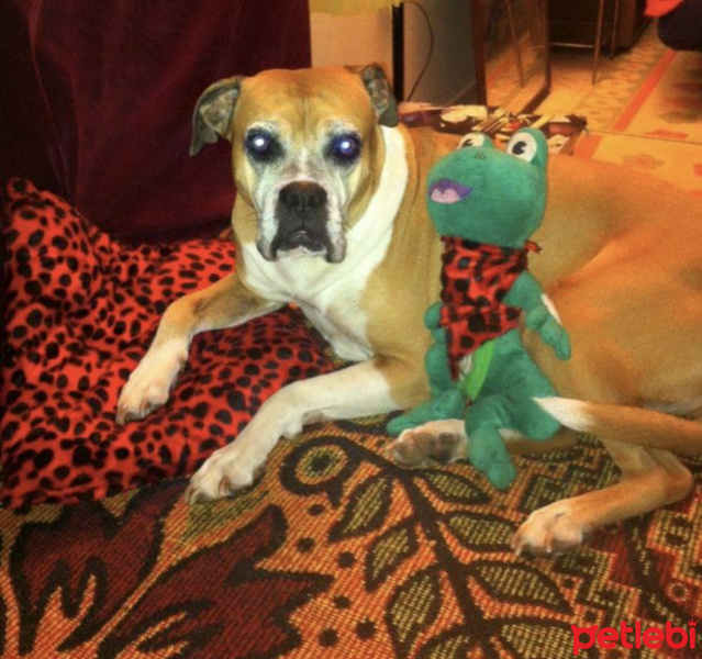 Boxer, Köpek  çakıl fotoğrafı