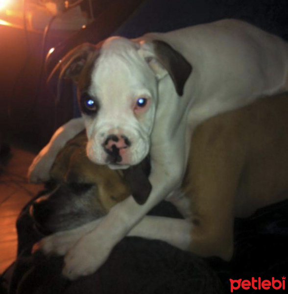 Boxer, Köpek  çakıl fotoğrafı