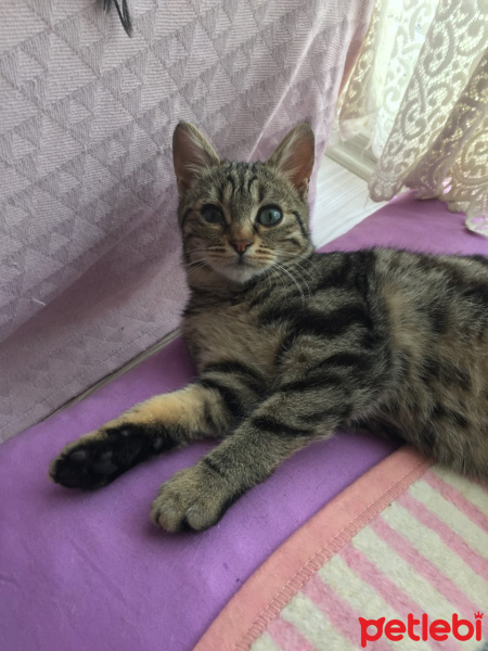 Tekir Kedi, Kedi  LUNA fotoğrafı
