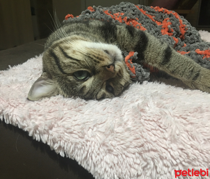 Tekir Kedi, Kedi  LUNA fotoğrafı