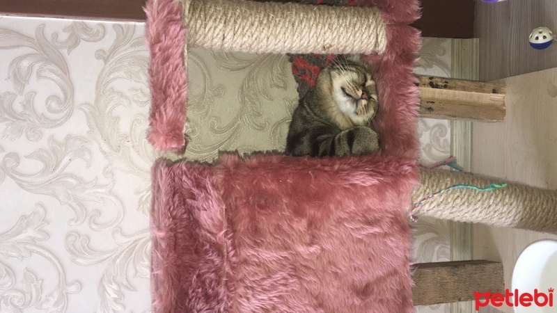 Tekir Kedi, Kedi  LUNA fotoğrafı