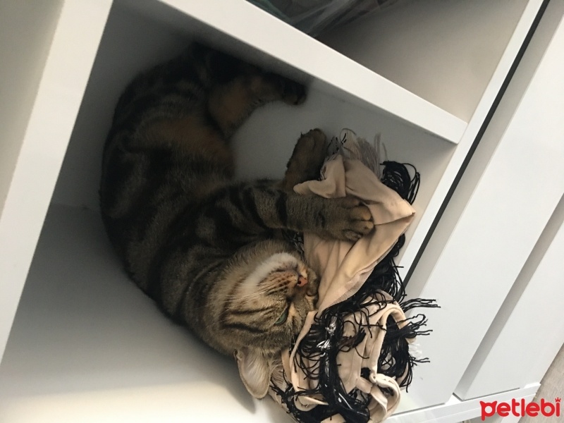 Tekir Kedi, Kedi  LUNA fotoğrafı