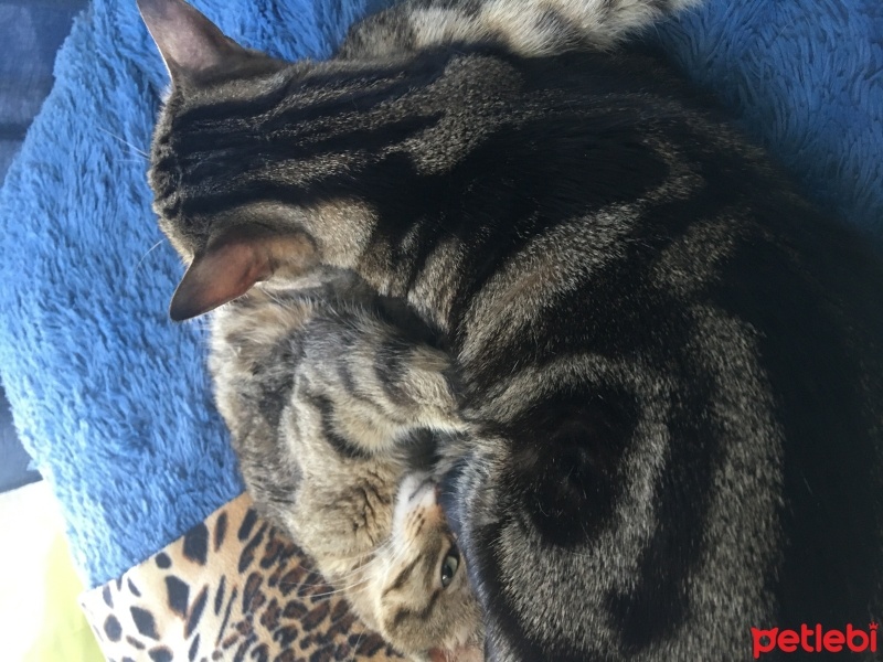 Tekir Kedi, Kedi  LUNA fotoğrafı