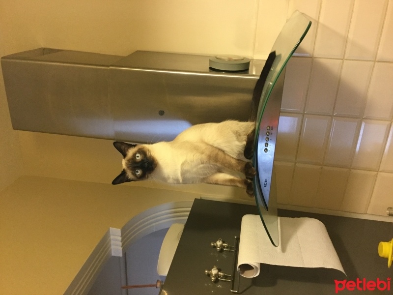 Siyam Kedisi, Kedi  Siyami fotoğrafı