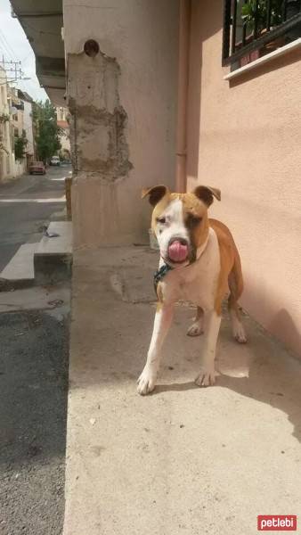 Amerikan Pitbull Terrier, Köpek  Pasha fotoğrafı