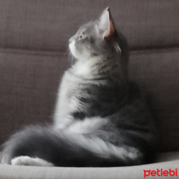 Tekir Kedi, Kedi  Afet fotoğrafı