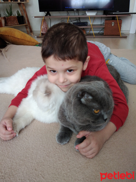 Scottish Fold, Kedi  Duman fotoğrafı