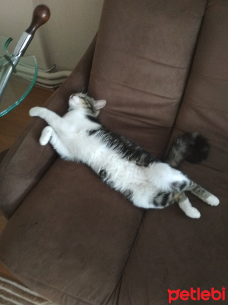 Tekir Kedi, Kedi  Ceviz fotoğrafı