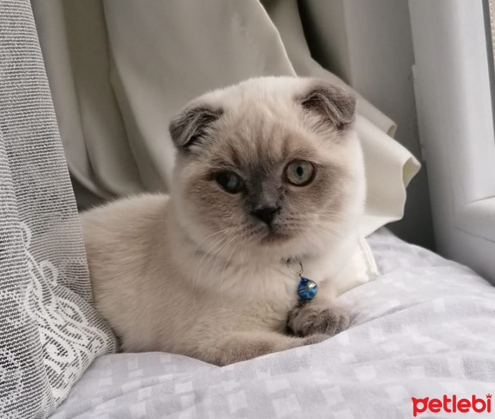 Scottish Fold, Kedi  pamito fotoğrafı
