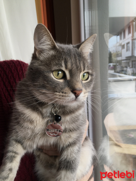 Tekir Kedi, Kedi  Waffle fotoğrafı