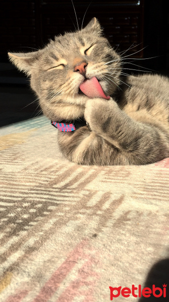 Tekir Kedi, Kedi  Waffle fotoğrafı