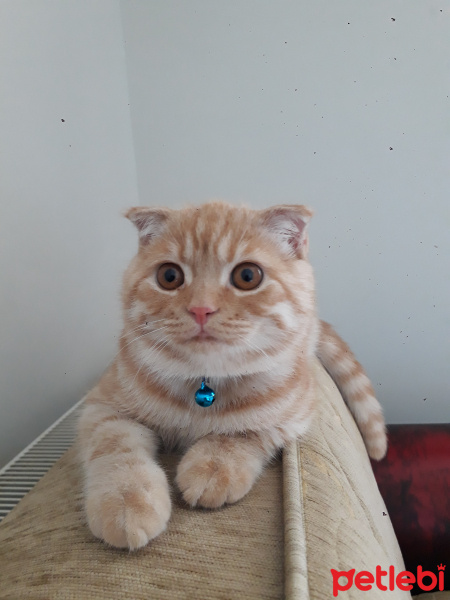 Scottish Fold, Kedi  Paşa fotoğrafı