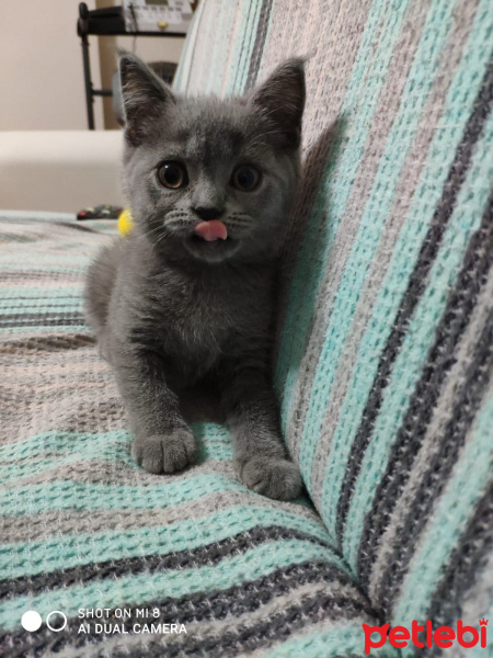 British Shorthair, Kedi  Yumak fotoğrafı