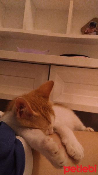 Tekir Kedi, Kedi  Odin fotoğrafı