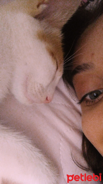 Tekir Kedi, Kedi  Odin fotoğrafı