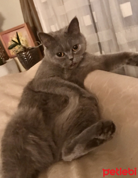 Scottish Fold, Kedi  Mia fotoğrafı