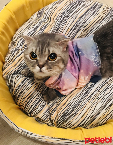British Shorthair, Kedi  Mia fotoğrafı